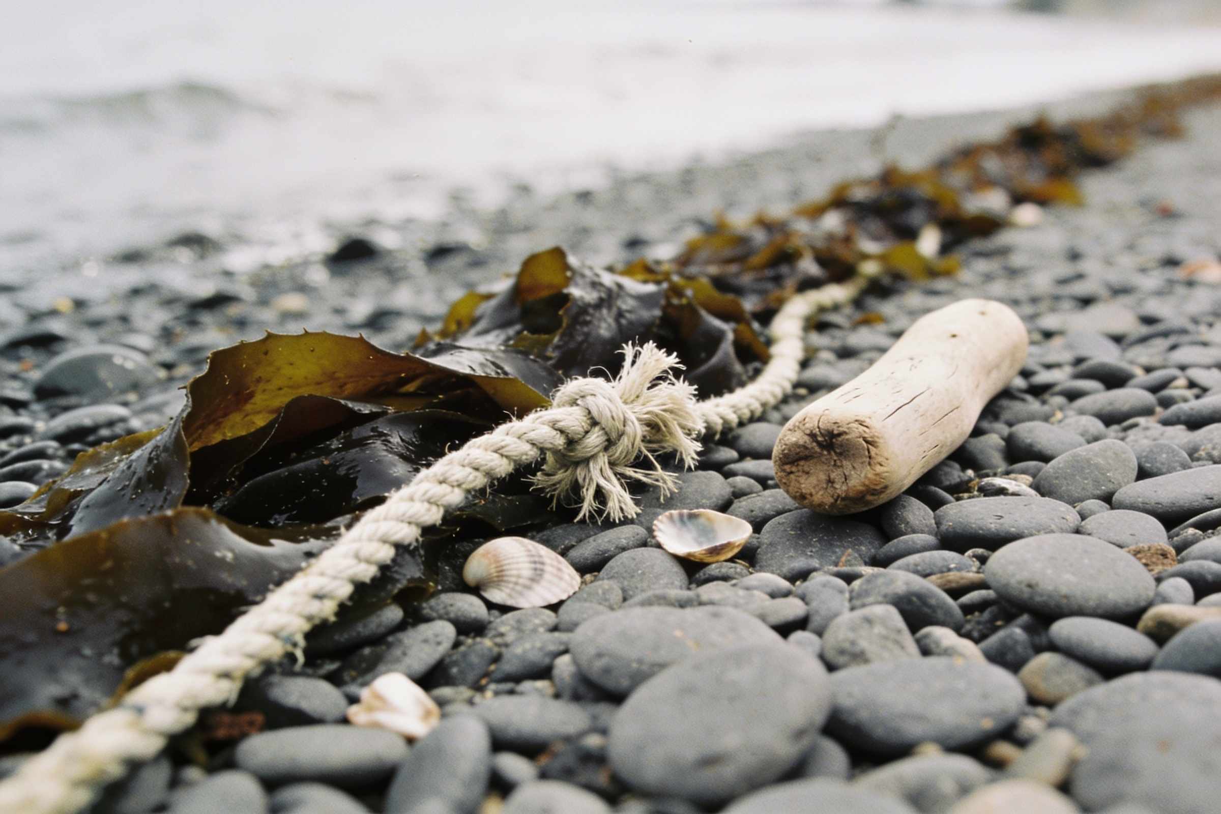 A tide line on a grey pebble beach with dark wet kelp, a bleached piece of frayed rope, small shells and a smooth pale piece of driftwood